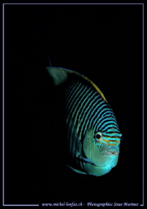 Curious Damsel fish... :O)... by Michel Lonfat 